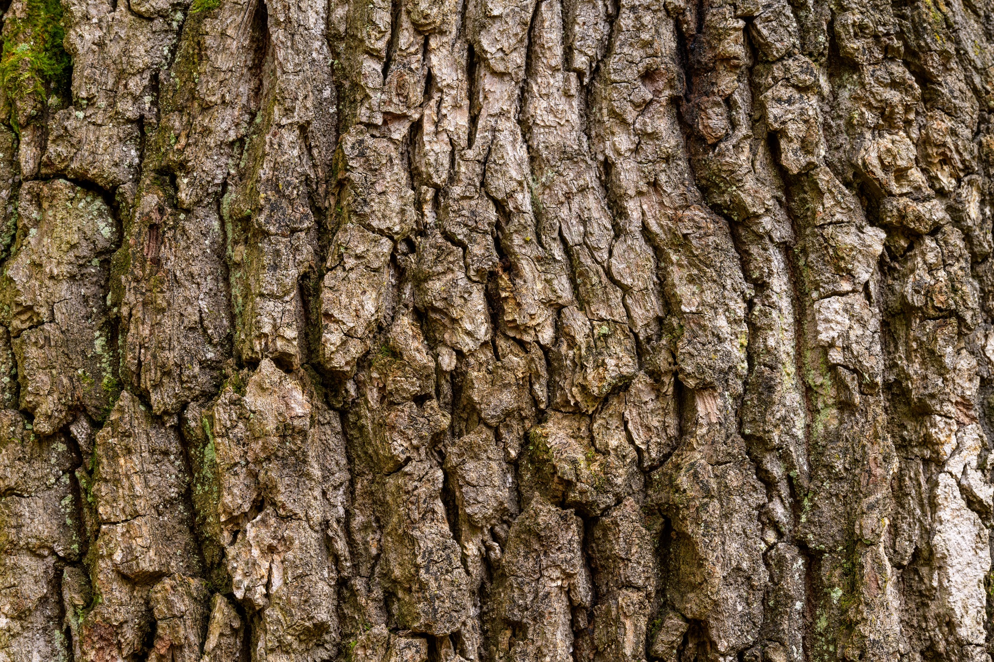 Mynatura Eichenrinde - gemahlen 250g Mynatura Eichenrinde - gemahlen 250g