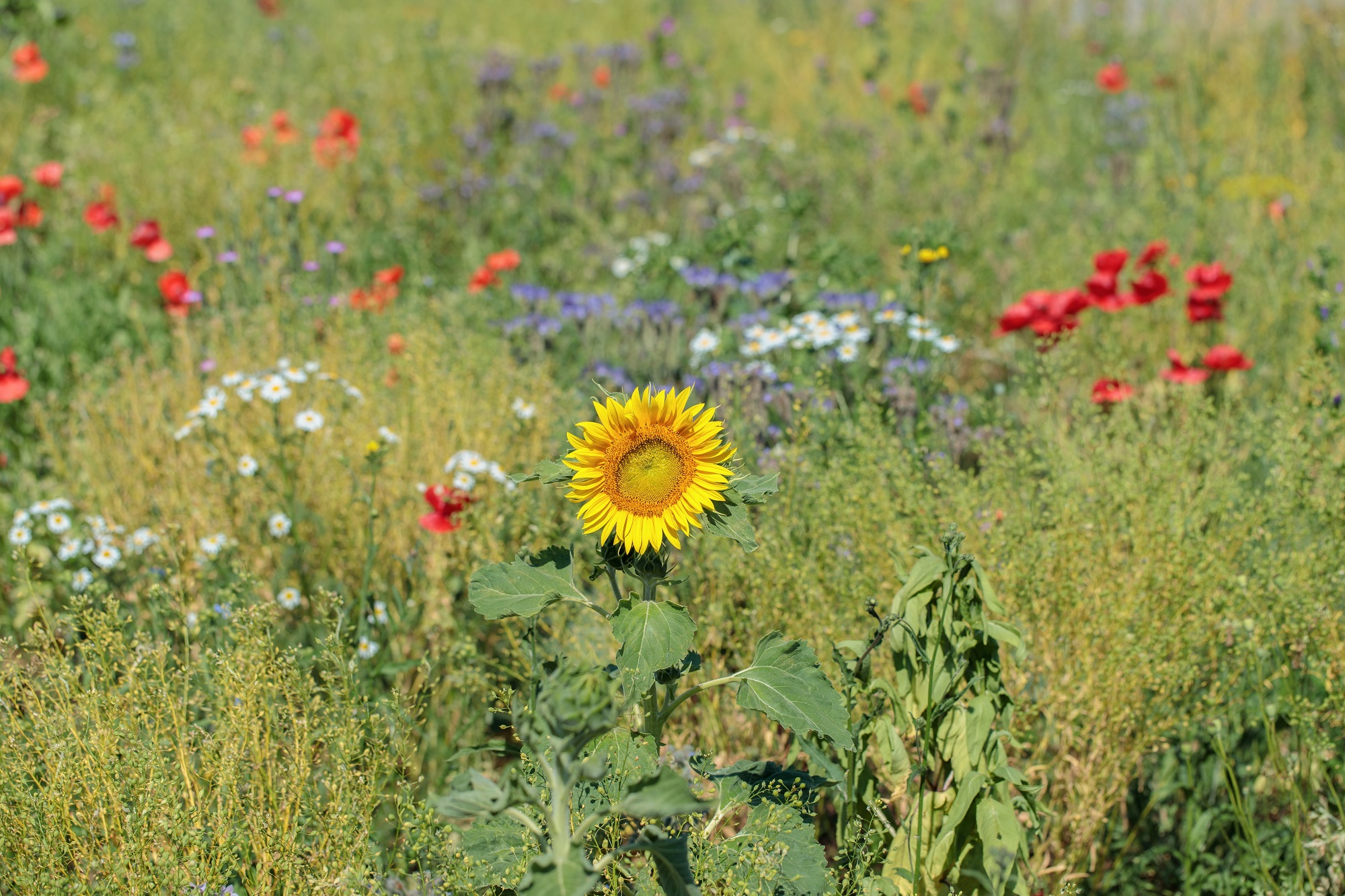 Mynatura Sommerzauber Blühwiese Selberpflücken und Verschenken (30g)