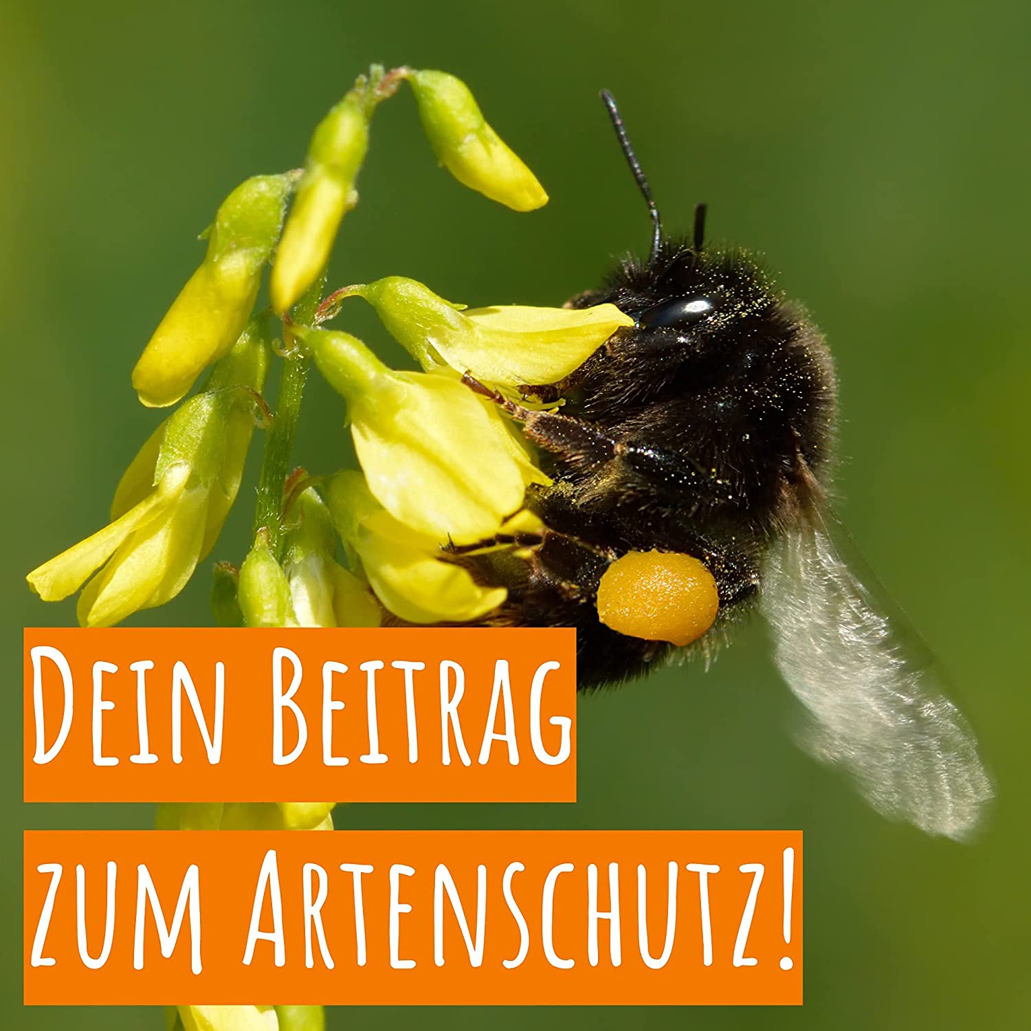 Biobalu Bienenweide - Zum Selberpflücken und Freude schenken 100x 4g Biobalu Bienenweide - Zum Selberpflücken und Freude schenken 100x 4g