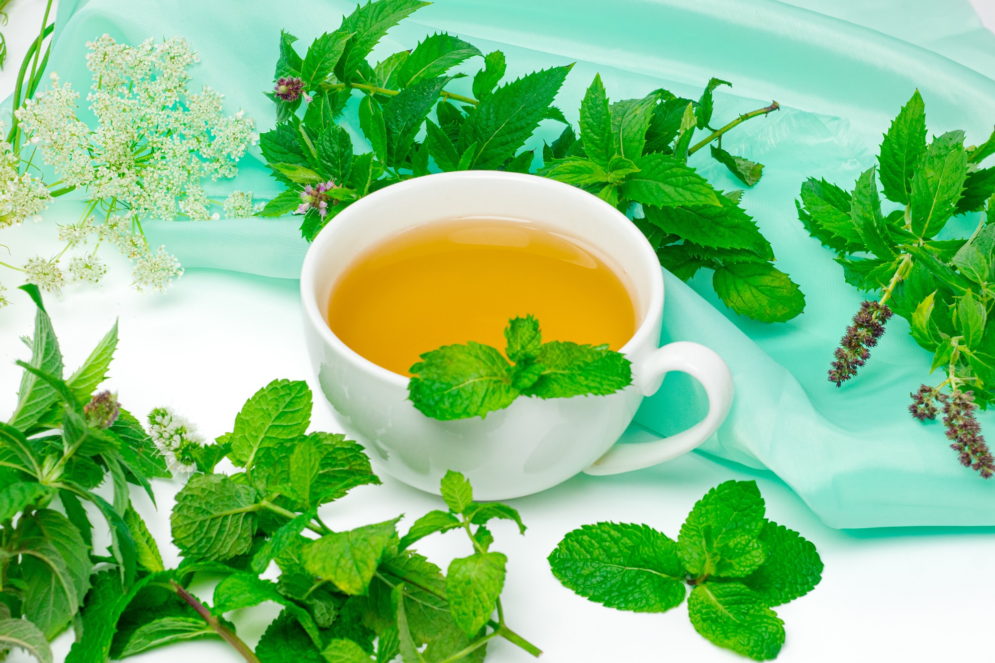 Melissenblätter getrocknet & geschnitten von mynatura – naturrein und aromatisch als Tee oder Kräuterzutat 100g Melissenblätter getrocknet & geschnitten von mynatura – naturrein und aromatisch als Tee oder Kräuterzutat 100g