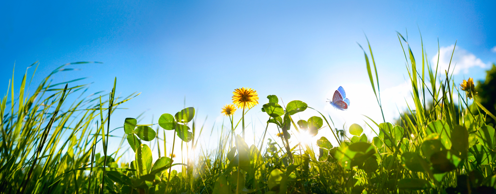 Mynatura Saatgutauswahl – Dachbegrünung (10g) Mynatura Saatgutauswahl – Dachbegrünung (10g)