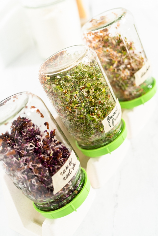 Mynatura Bio Kresse Keimsprossen Gemüse (500g)