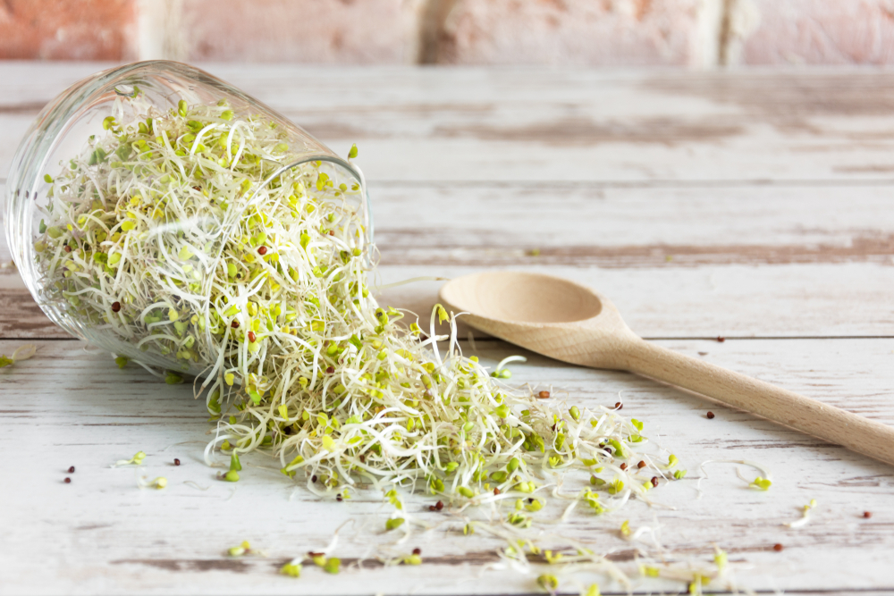 Mynatura Bio Keimsprossen Brokkoli Gemüse (500g)
