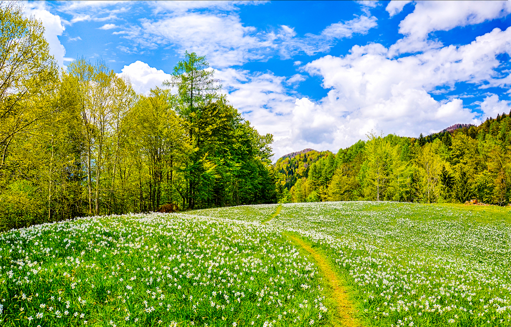 Mynatura Saatgutmischung Naturwiese (50g) Mynatura Saatgutmischung Naturwiese (50g)