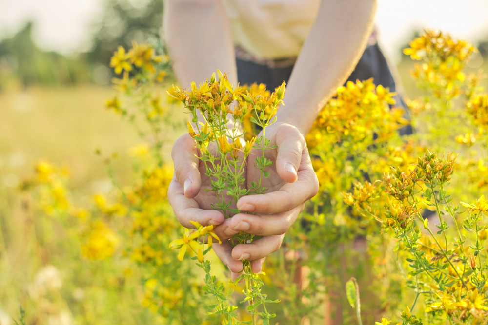 Mynatura Wilde Apotheke traditionelle Arzneipflanzen zum Selberpflücken Saatgut (30g)
