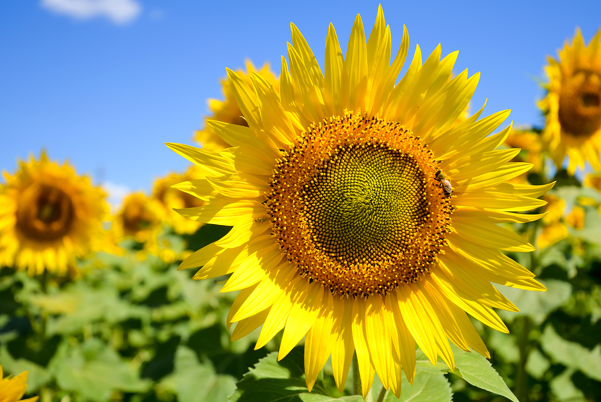Mynatura Bio Sonnenblumenkerne, geschält 1Kg