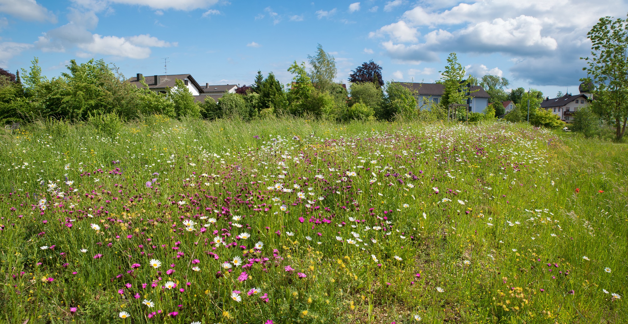 Mynatura Bienenweide Süd Bienen 50g
