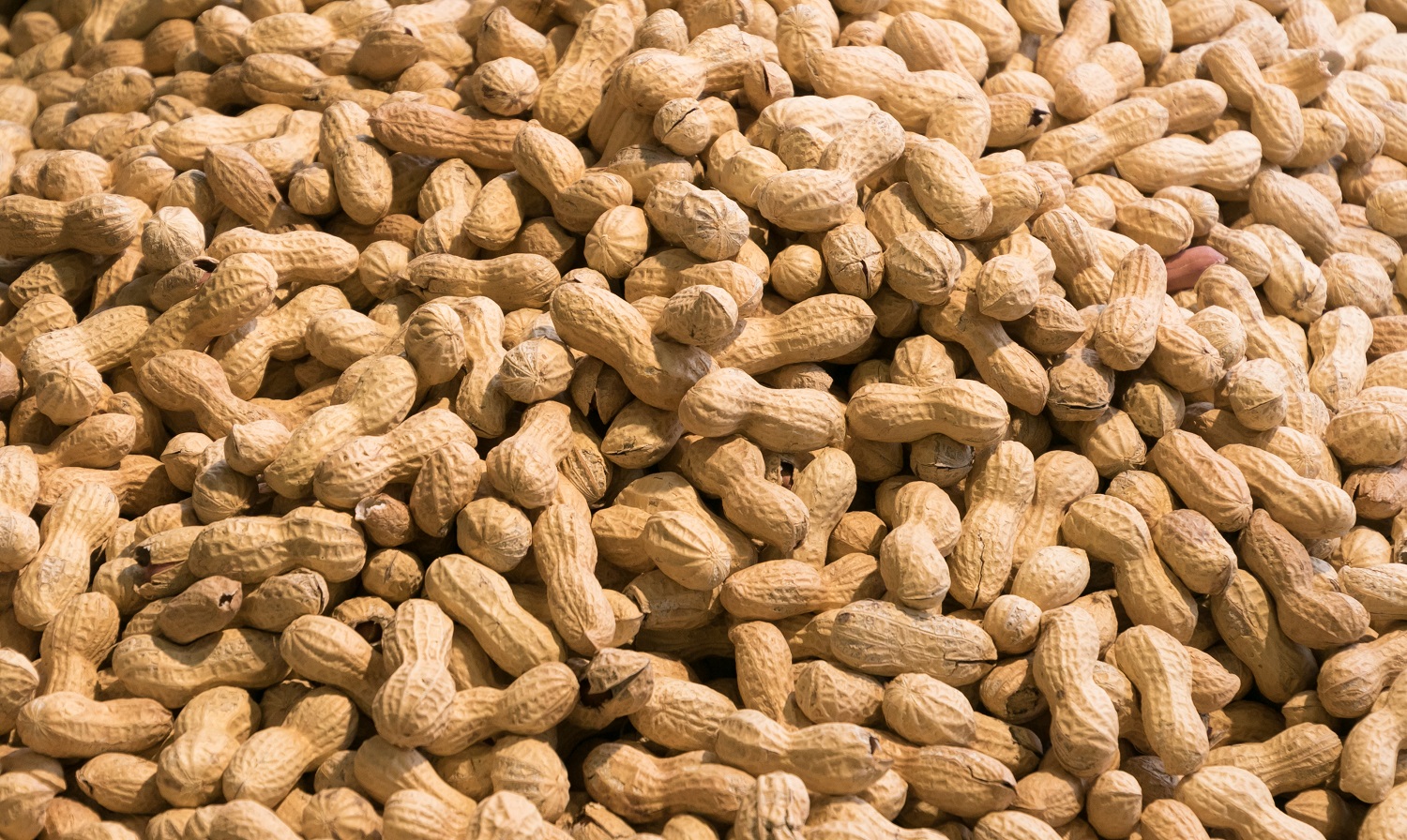 Crunchy Erdnussmus - Bio Erdnussmus crunchy - 500g Glas Tasty Pott