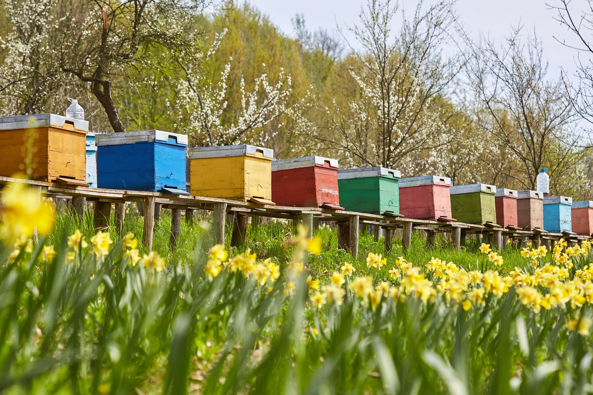 Mynatura Bienenweide Nord-Ost Bienen 50g