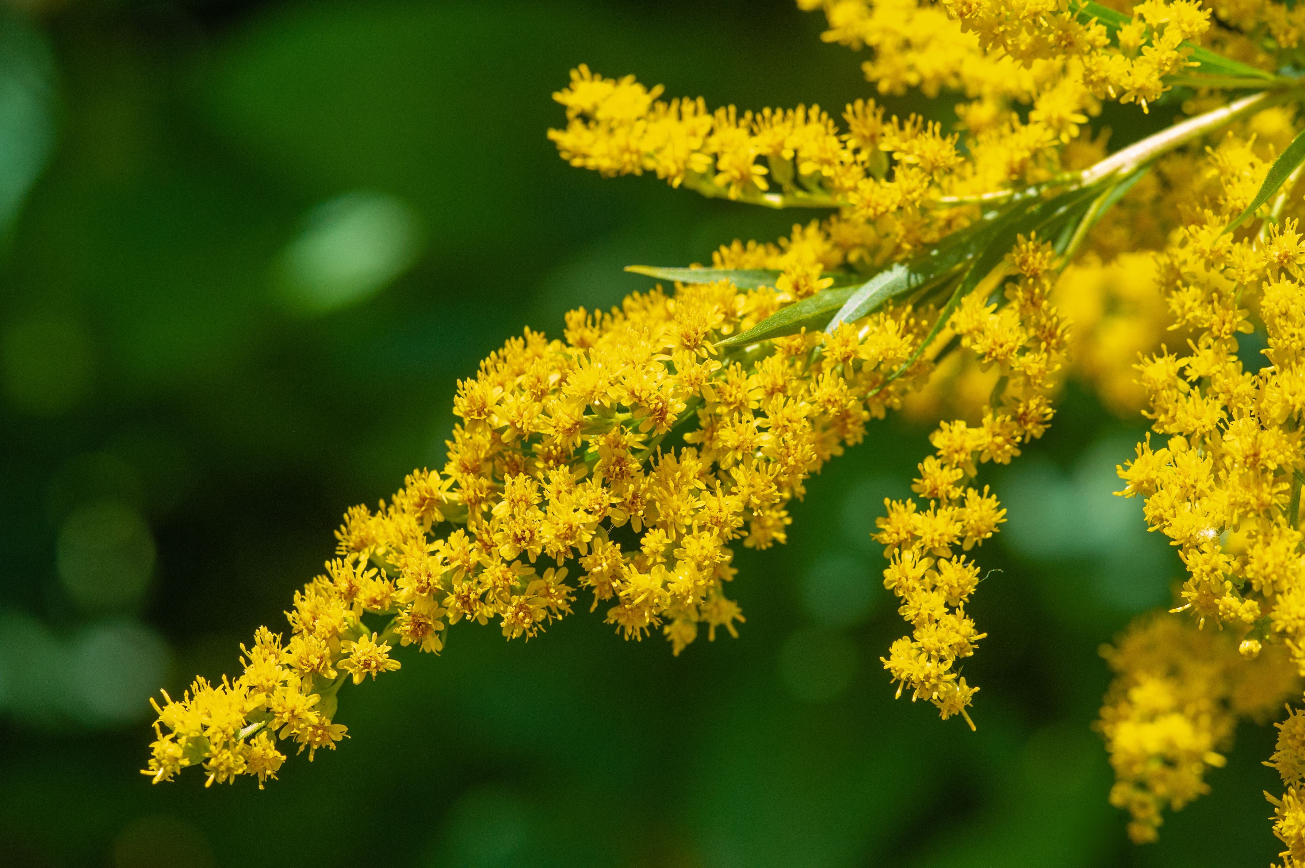 Goldrutenkraut getrocknet & geschnitten – natürliches Naturprodukt in bester Qualität von Mynatura 100g
