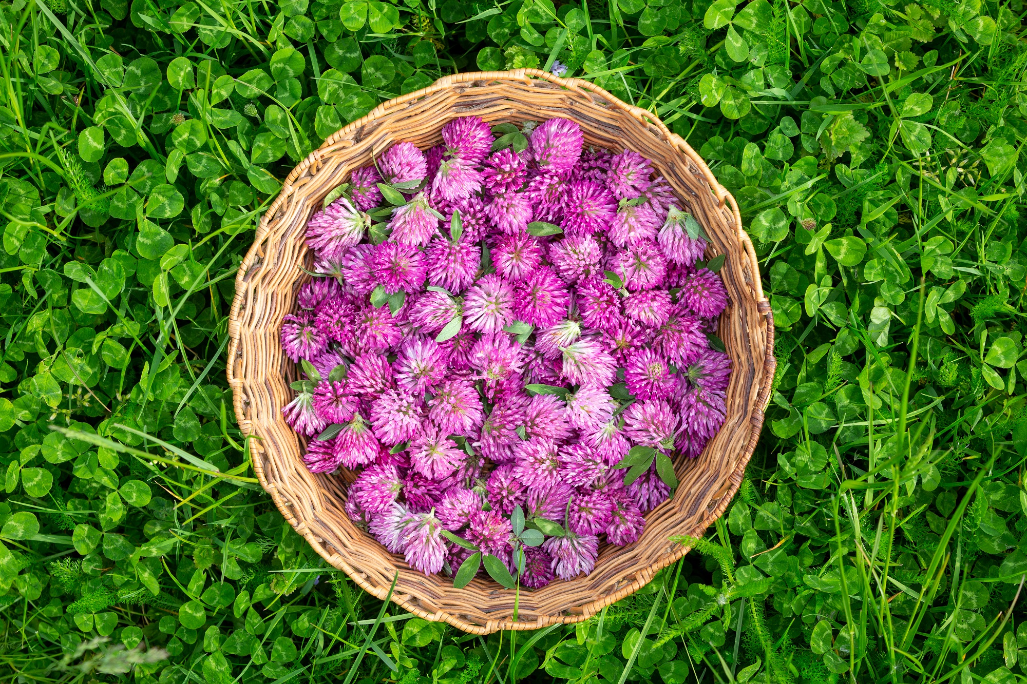 Rotkleeblüten ganz von mynatura – naturbelassen, getrocknet und vielseitig verwendbar 100g Rotkleeblüten ganz von mynatura – naturbelassen, getrocknet und vielseitig verwendbar 100g