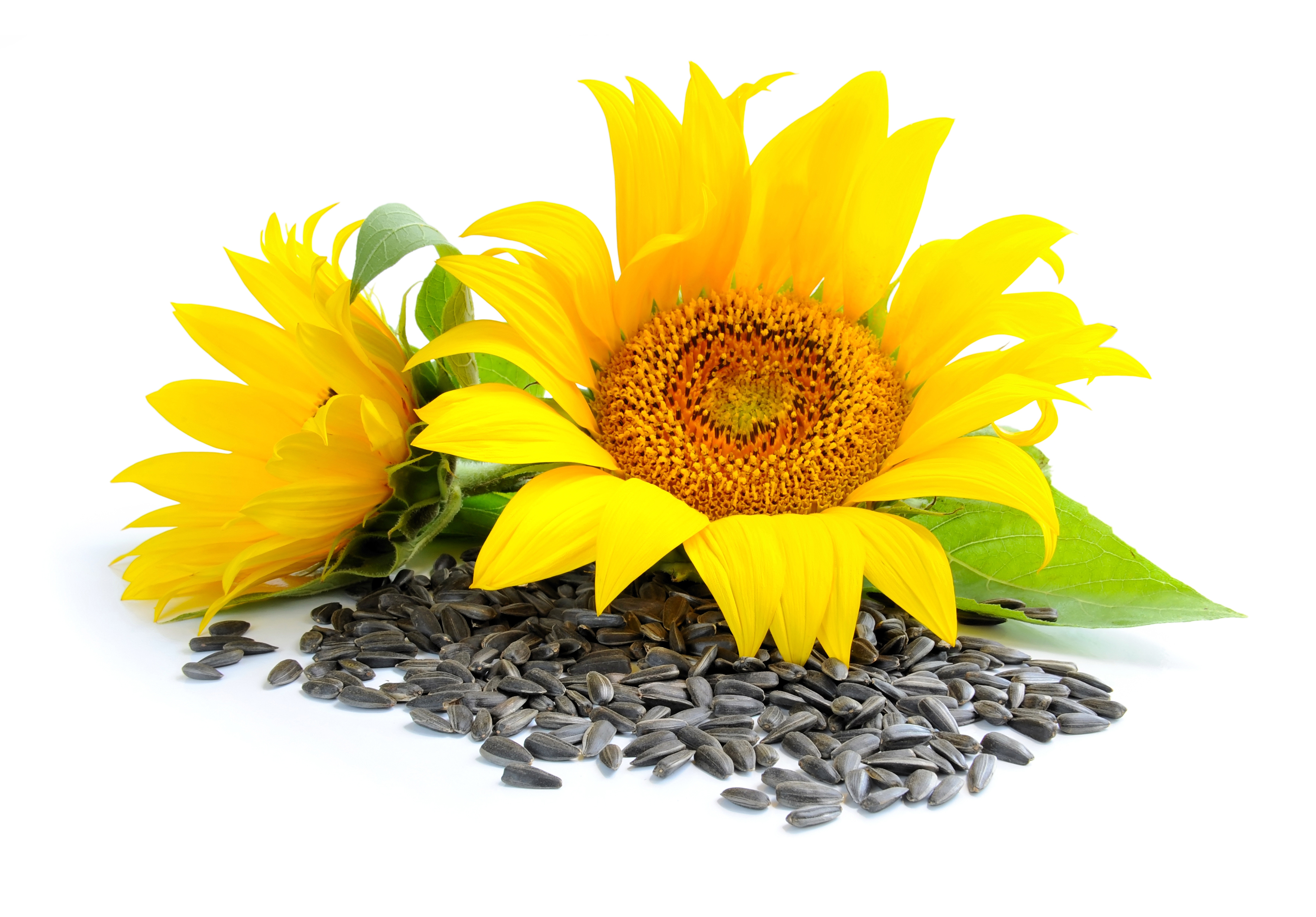 Mynatura Bio Sonnenblumenkerne, geschält 1Kg