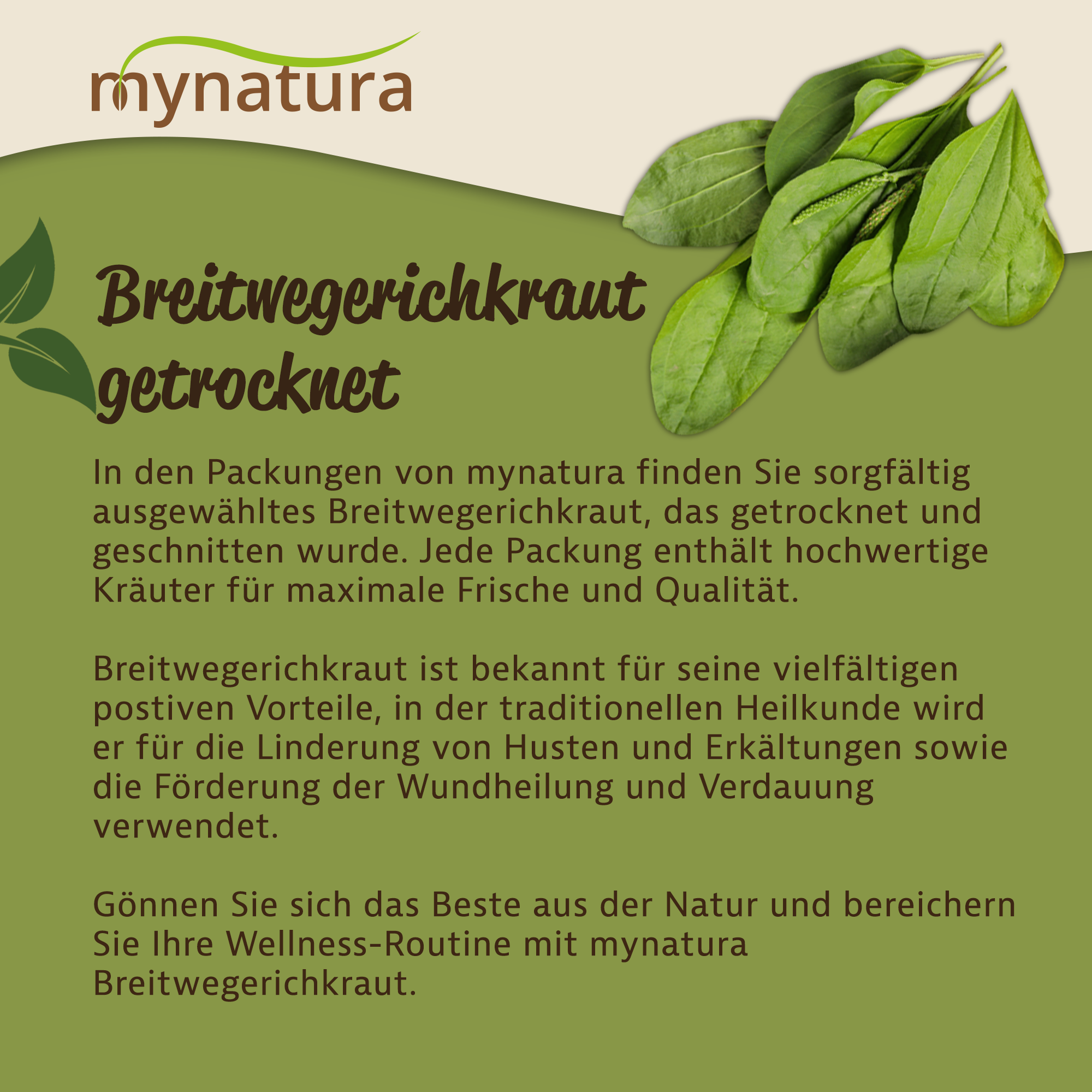 Getrocknetes und geschnittenes Breitwegerichkraut von Mynatura – naturbelassenes Kraut für Tees und Aufgüsse 100g