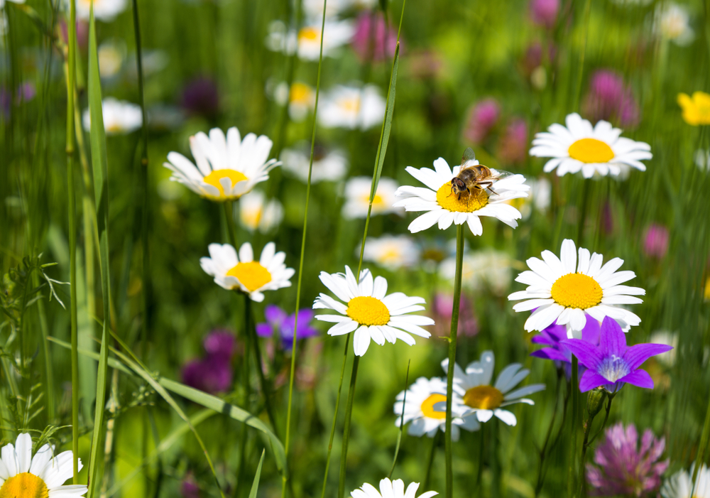 Mynatura Bienenspielplatz Bienenweide 50g