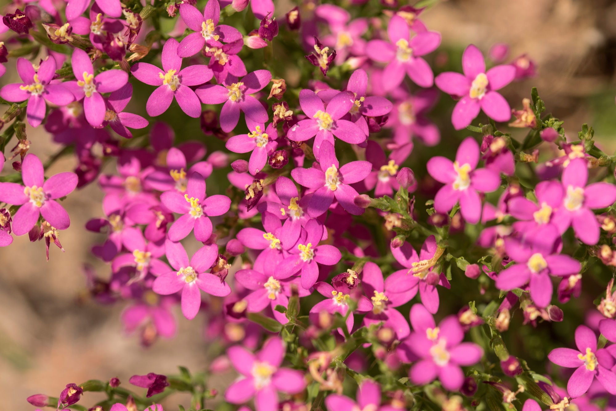 Tausendgüldenkraut kaufen – Centaurium erythraea getrocknet & geschnitten von Mynatura 100g