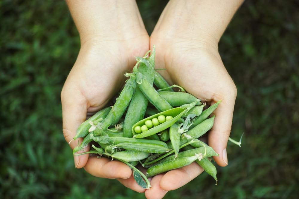 Grüne Erbsen Bio - Hülsenfrüchte in Bio Qualität - 1kg Beutel Tasty Pott