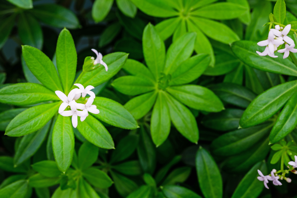 Tasty Pott Waldmeister geschnitten 500g Tasty Pott Waldmeister geschnitten 500g