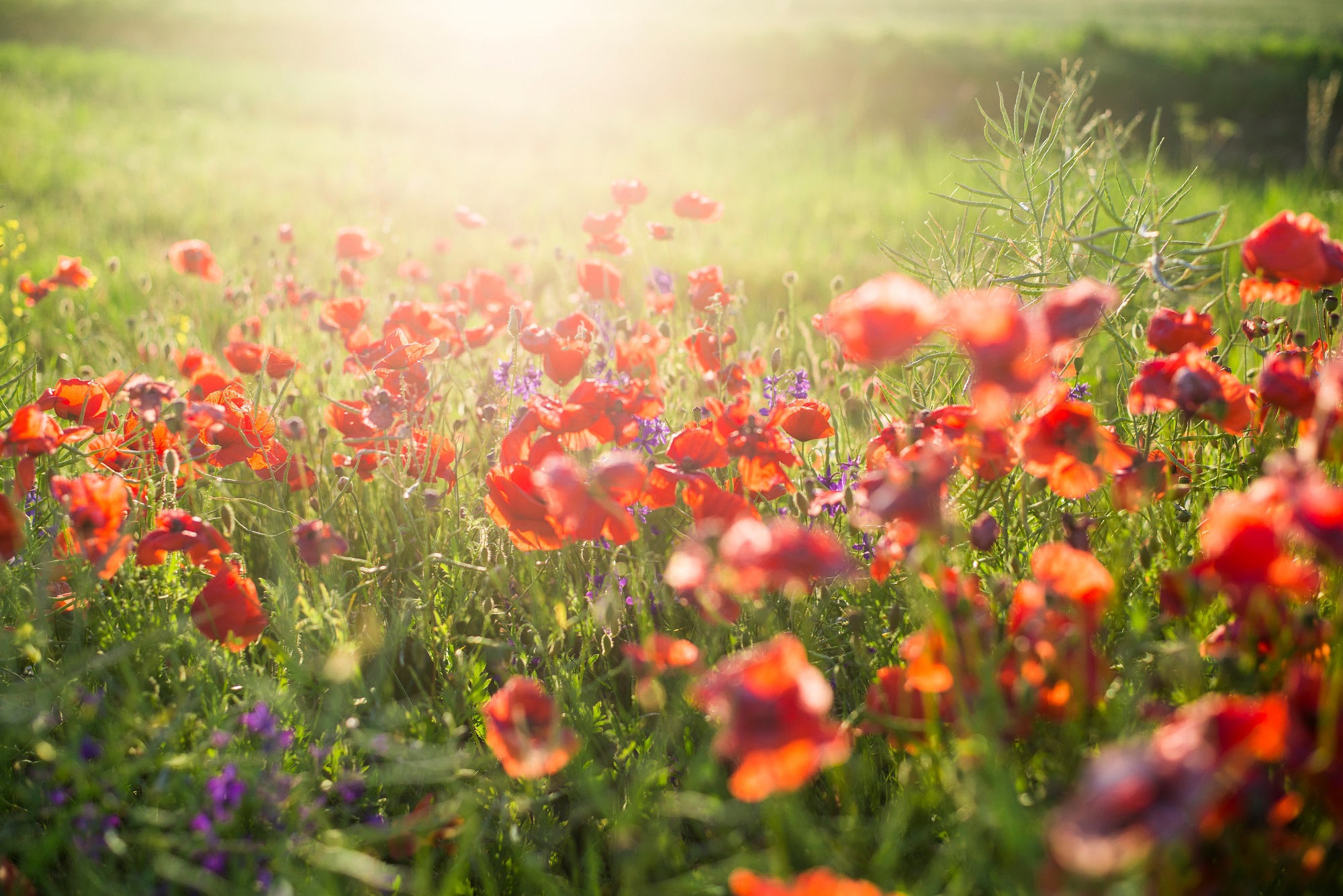 Mynatura Bio Mohnwiese Saatgutmischung (3g) Mynatura Bio Mohnwiese Saatgutmischung (3g)