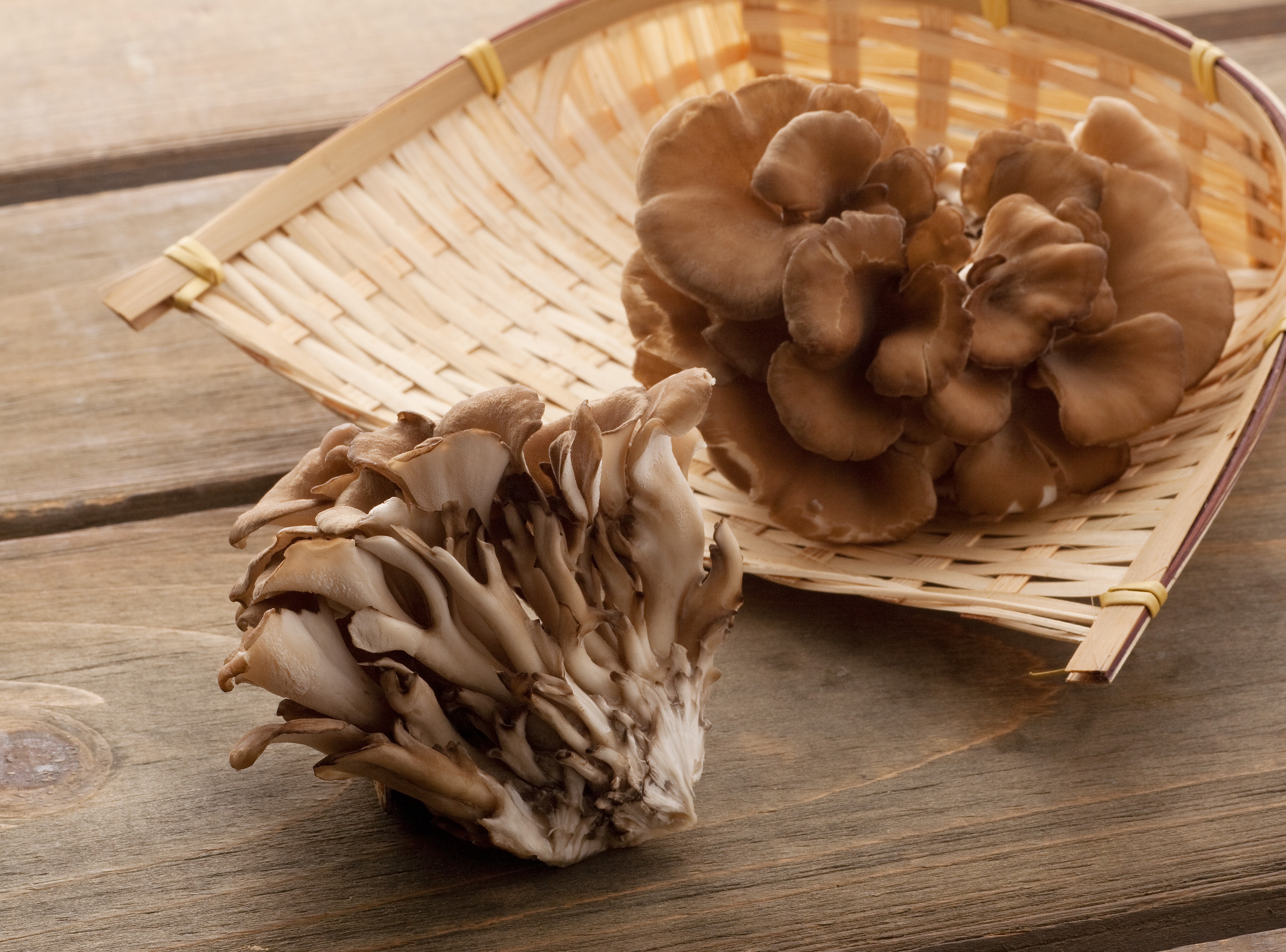 Mynatura Maitake Pulver - Grifola frondosa 100g