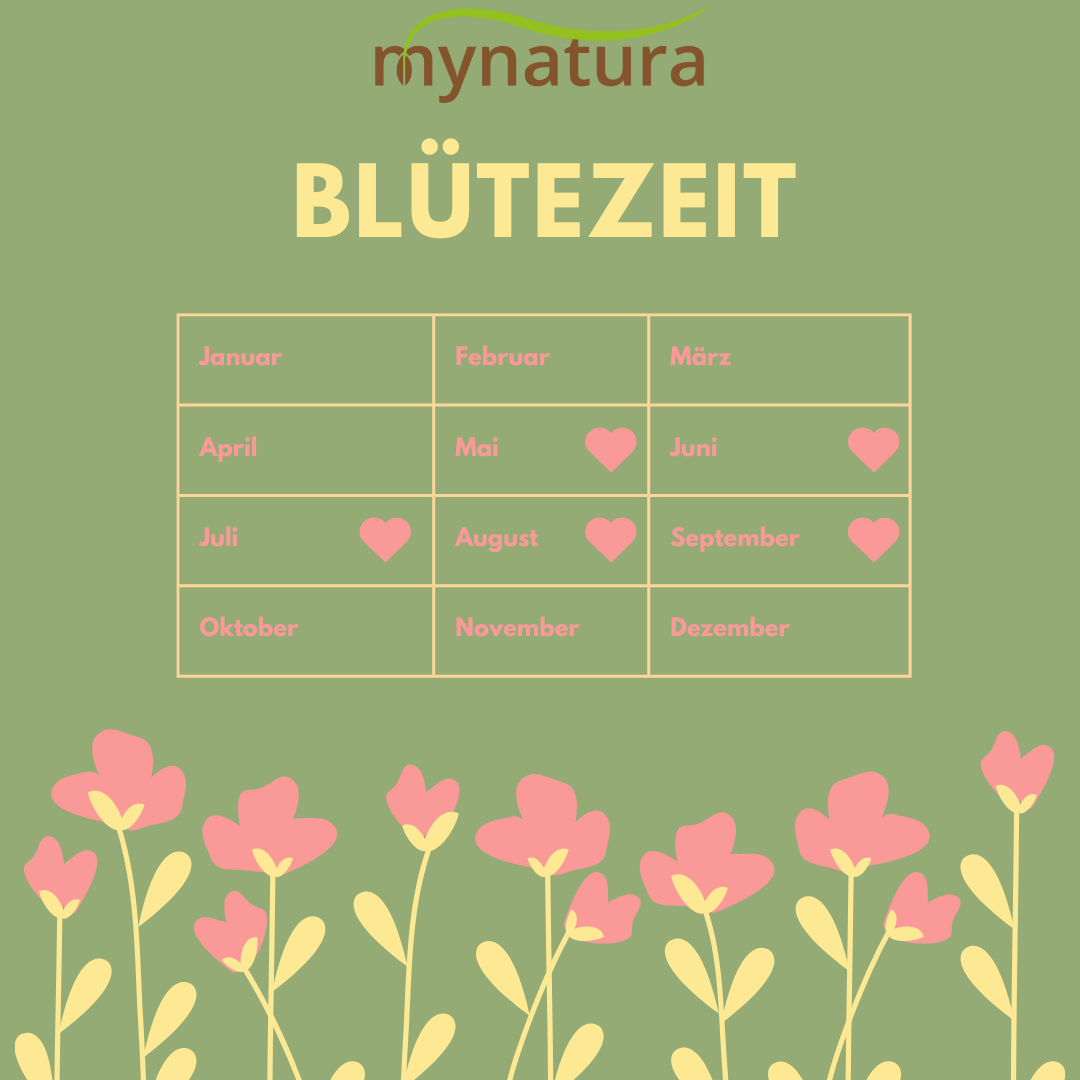 Mynatura Bio Kornblume Bio Saatgutmischung Kornblumen 4g