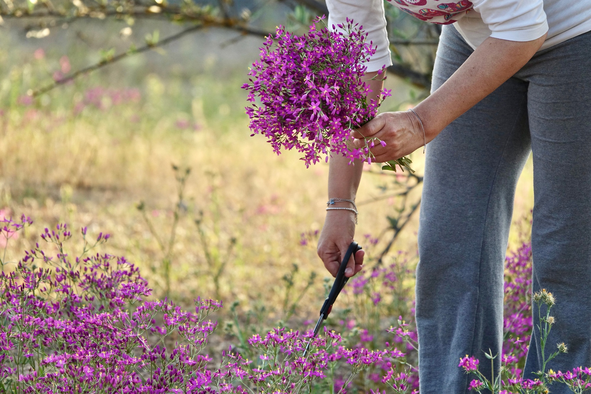 Tausendgüldenkraut kaufen – Centaurium erythraea getrocknet & geschnitten von Mynatura 100g