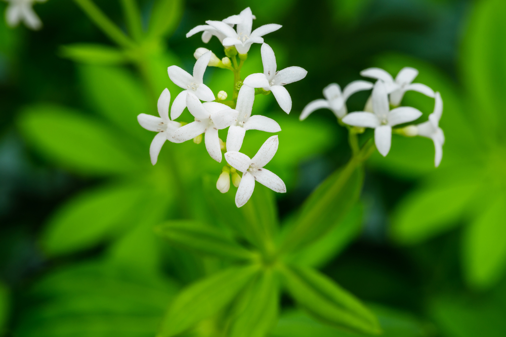 Mynatura Wilde Apotheke traditionelle Arzneipflanzen zum Selberpflücken Saatgut (30g)