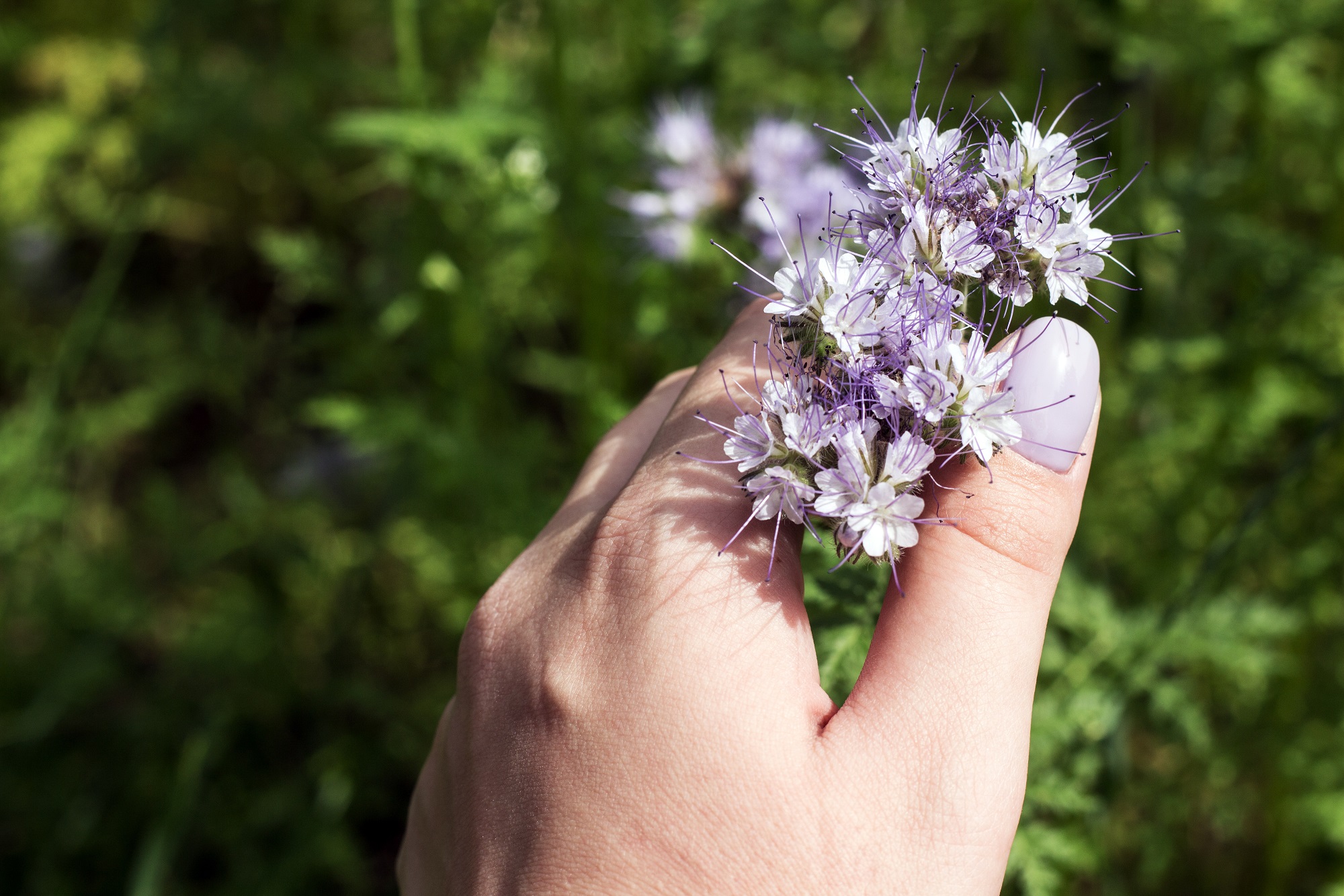 Mynatura Bio Phacelia Saatgutmischung Saatgut (4g)