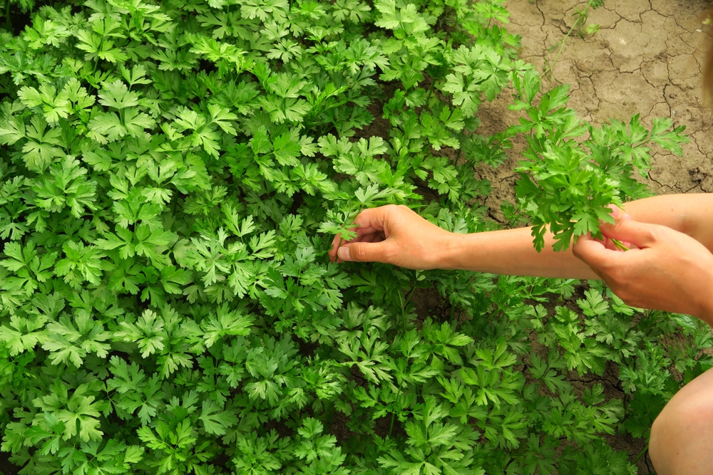 Mynatura 8 historische Saaten – Kräuter & Salat Raritäten (8g)