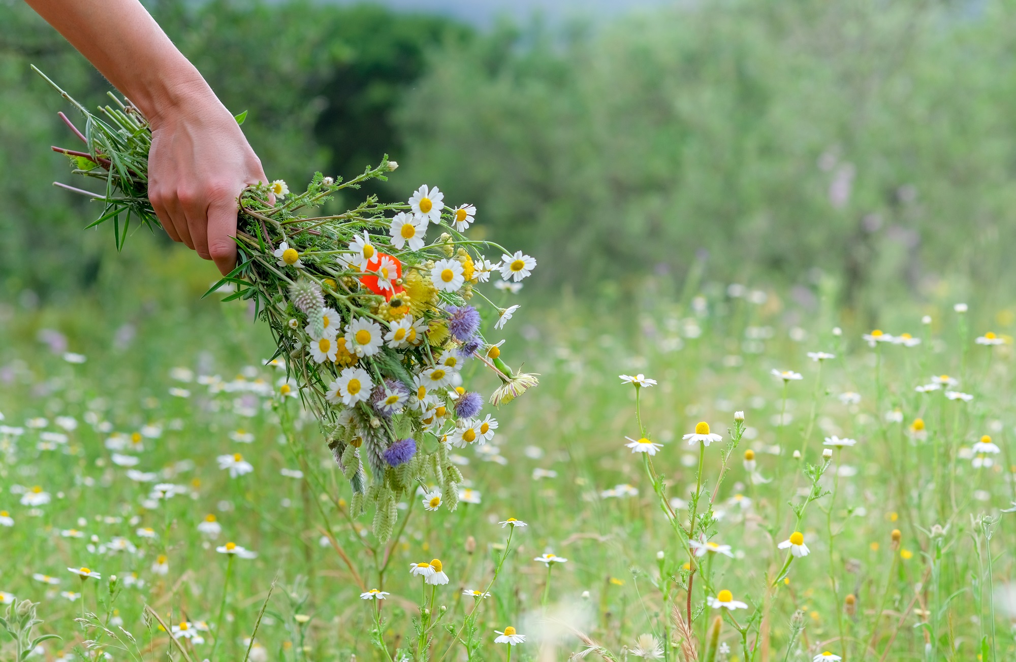 Mynatura Sommerzauber Blühwiese Selberpflücken und Verschenken (30g)