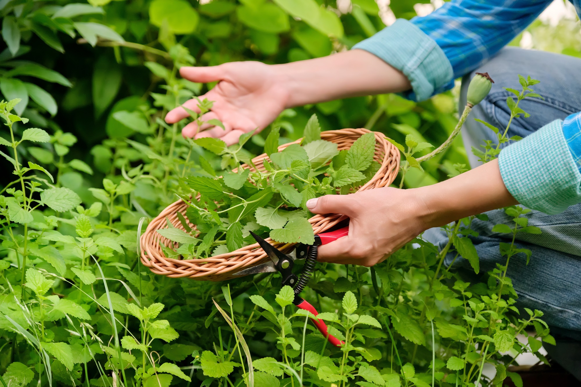 Melissenblätter getrocknet & geschnitten von mynatura – naturrein und aromatisch als Tee oder Kräuterzutat 100g