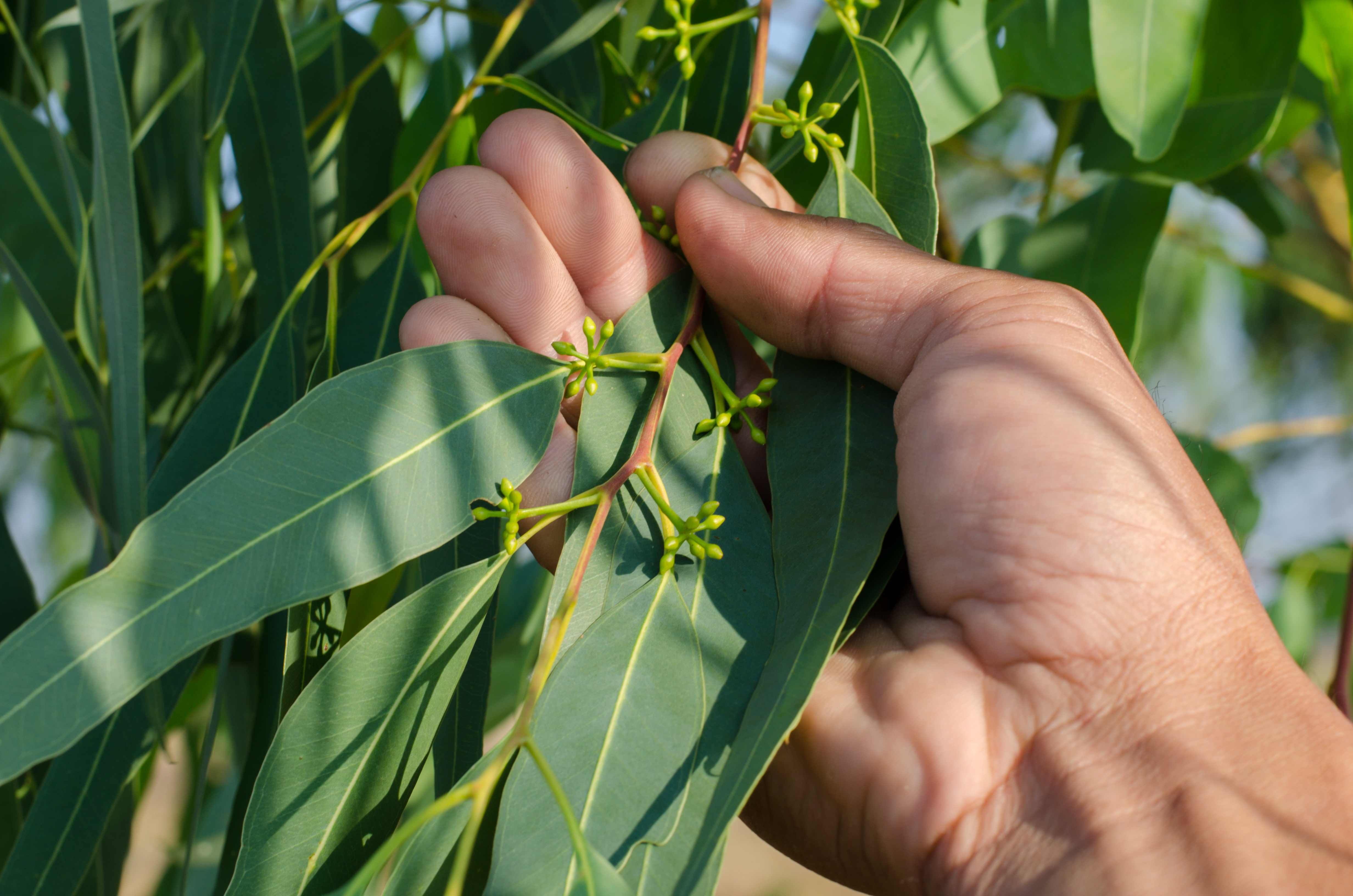 Mynatura Bio Eukalyptusblätter getrocknet und geschnitten 250g
