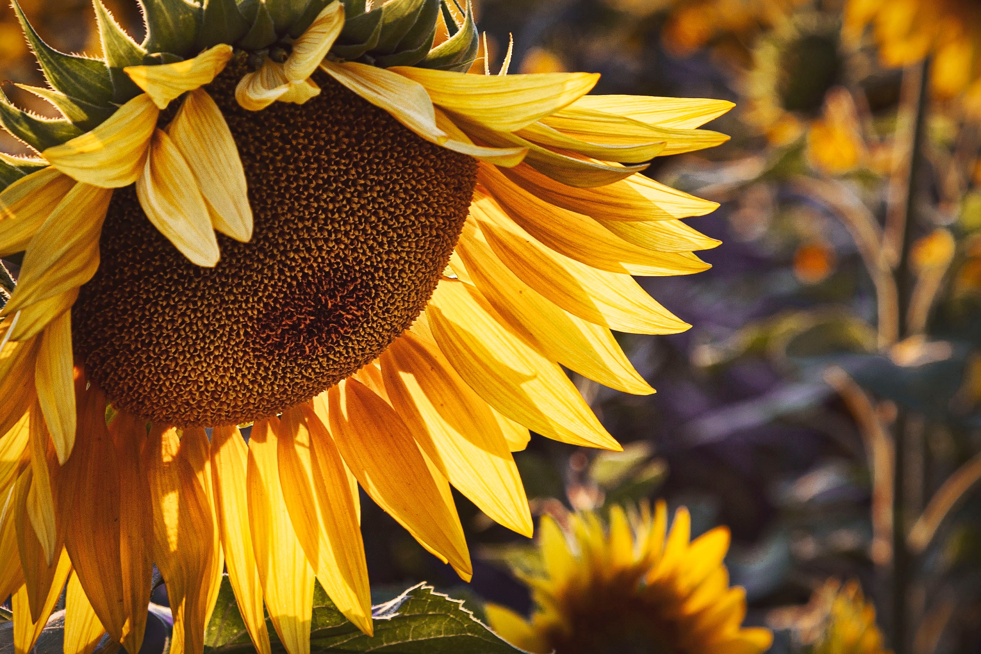 Mynatura Bio Sonnenblumen Saatgutmischung Saatgut (3g)