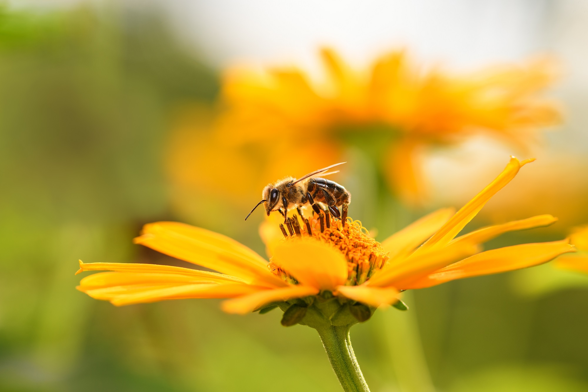 Mynatura Bienenweide für den Halbschatten und Schattenbereich 50g