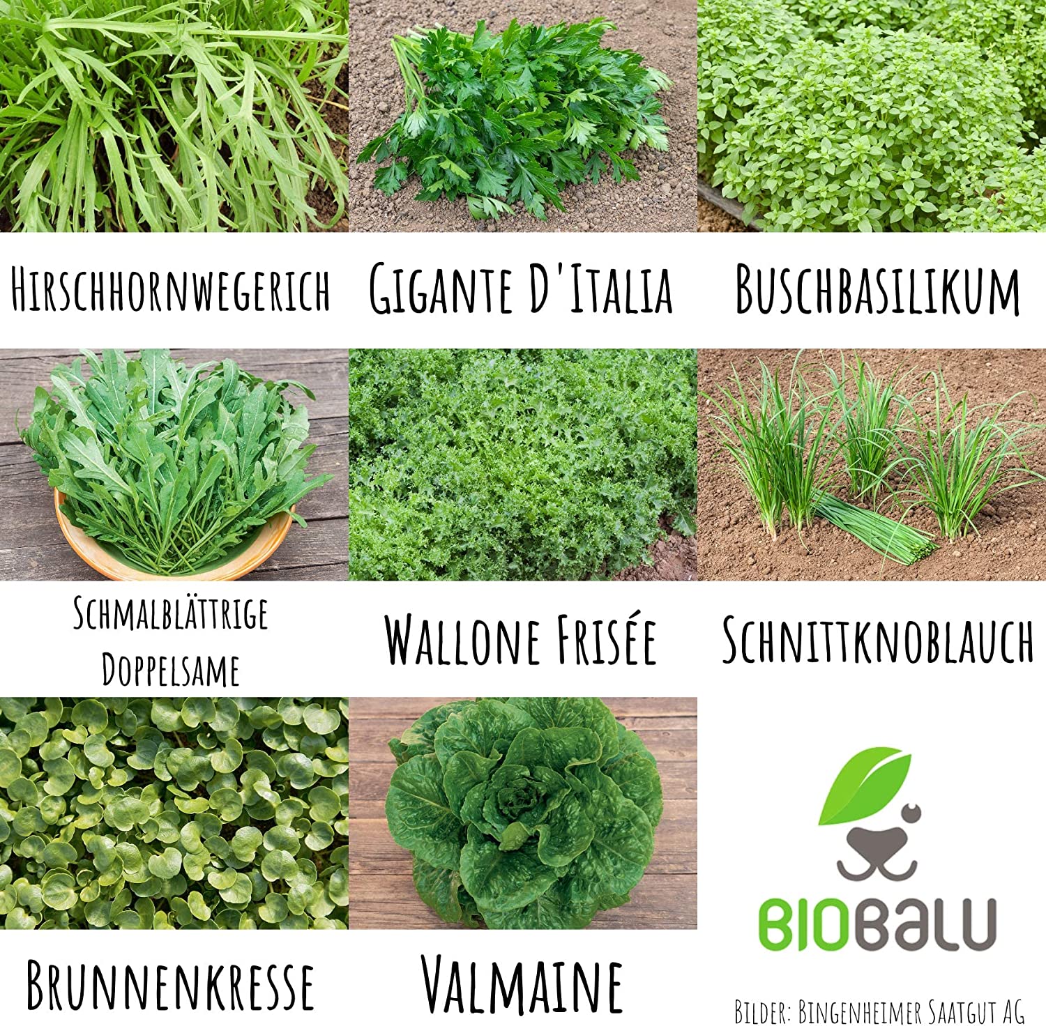 Biobalu Kräuter & Salat Samen Bio - 8 Alte Sorten Geschenkset Biobalu Kräuter & Salat Samen Bio - 8 Alte Sorten Geschenkset