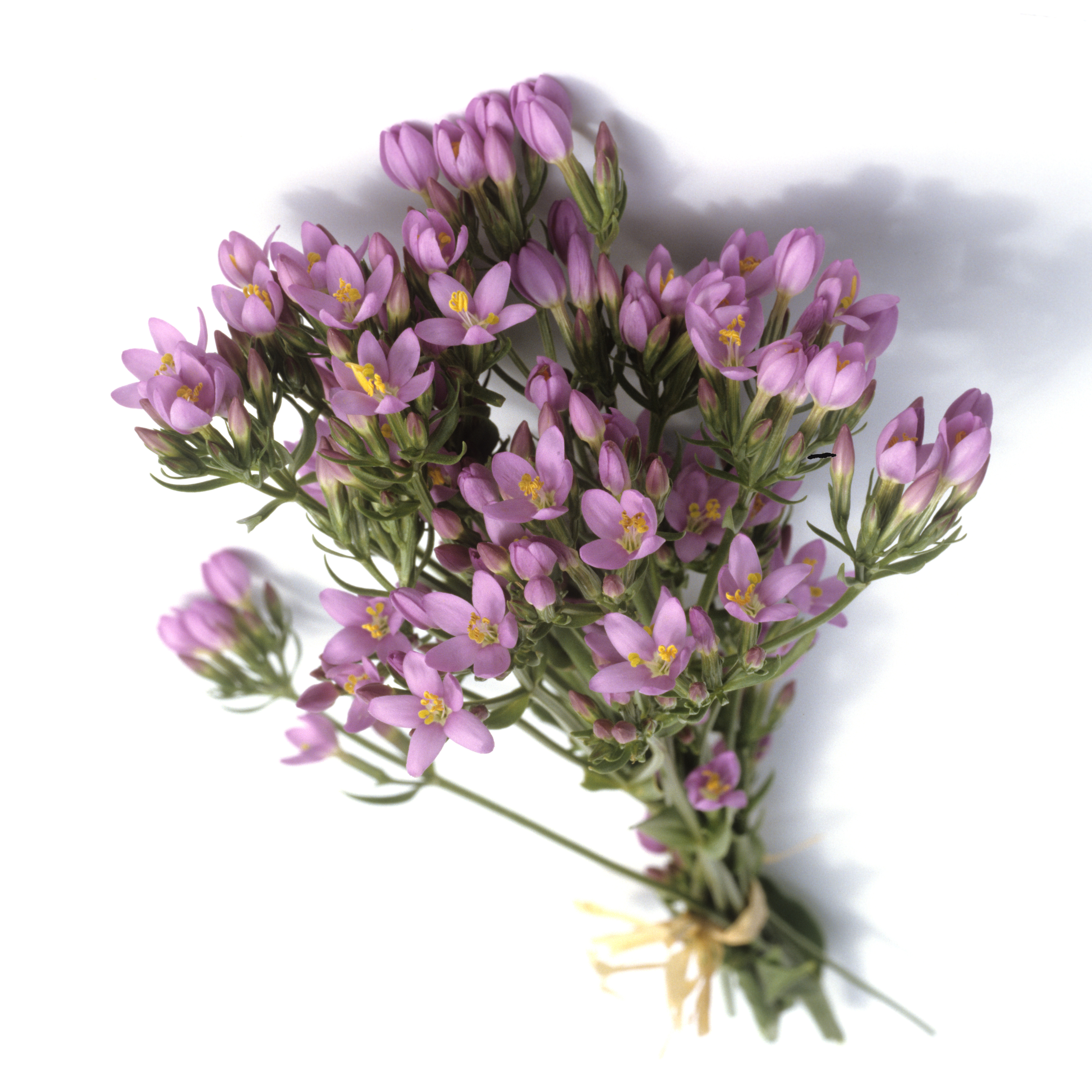 Tausendgüldenkraut kaufen – Centaurium erythraea getrocknet & geschnitten von Mynatura 100g Tausendgüldenkraut kaufen – Centaurium erythraea getrocknet & geschnitten von Mynatura 100g