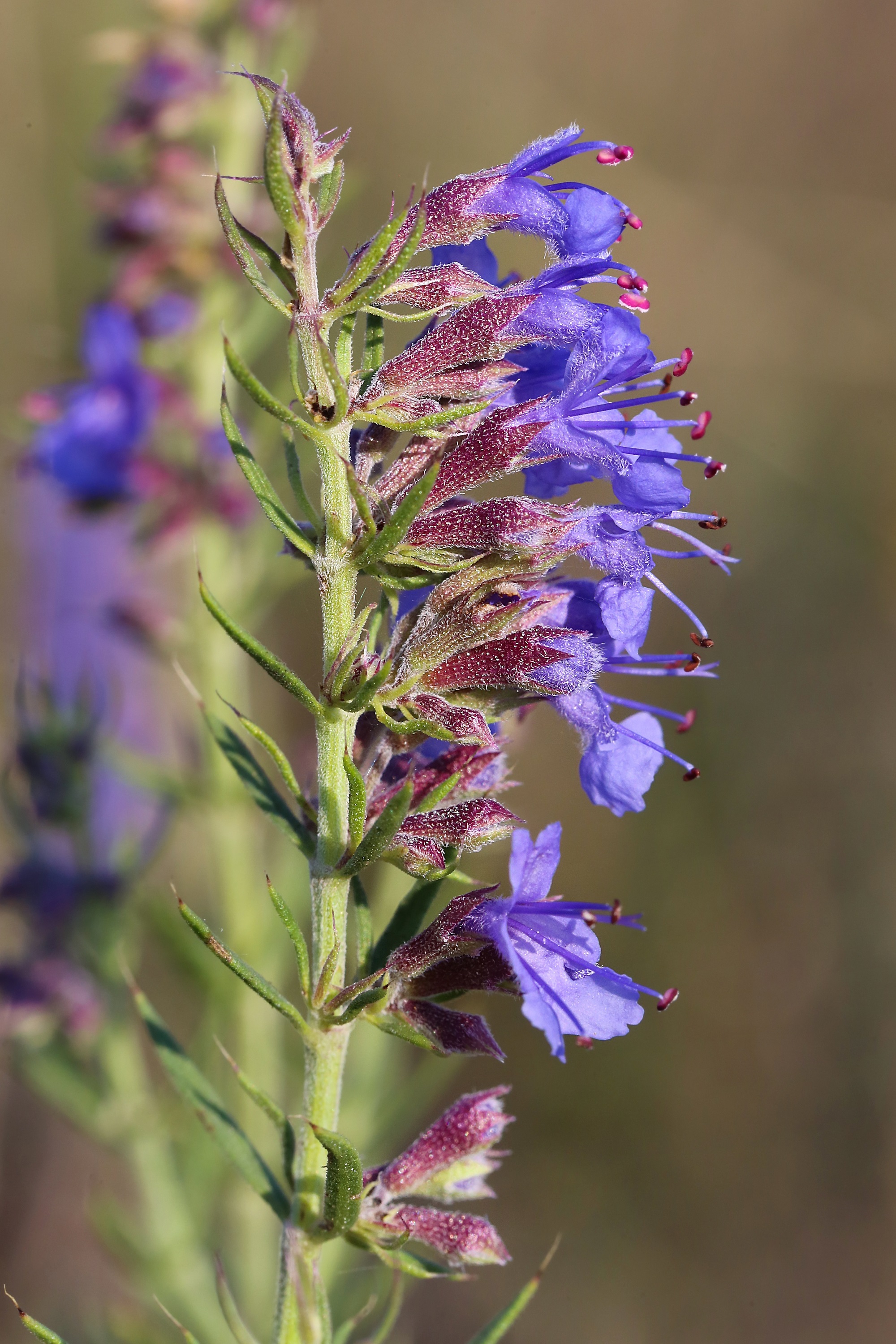 Ysopkraut von Mynatura – Aromatisches Kraut für Tee, Küche & Bad | Natürlich & nachhaltig 100g Ysopkraut von Mynatura – Aromatisches Kraut für Tee, Küche & Bad | Natürlich & nachhaltig 100g