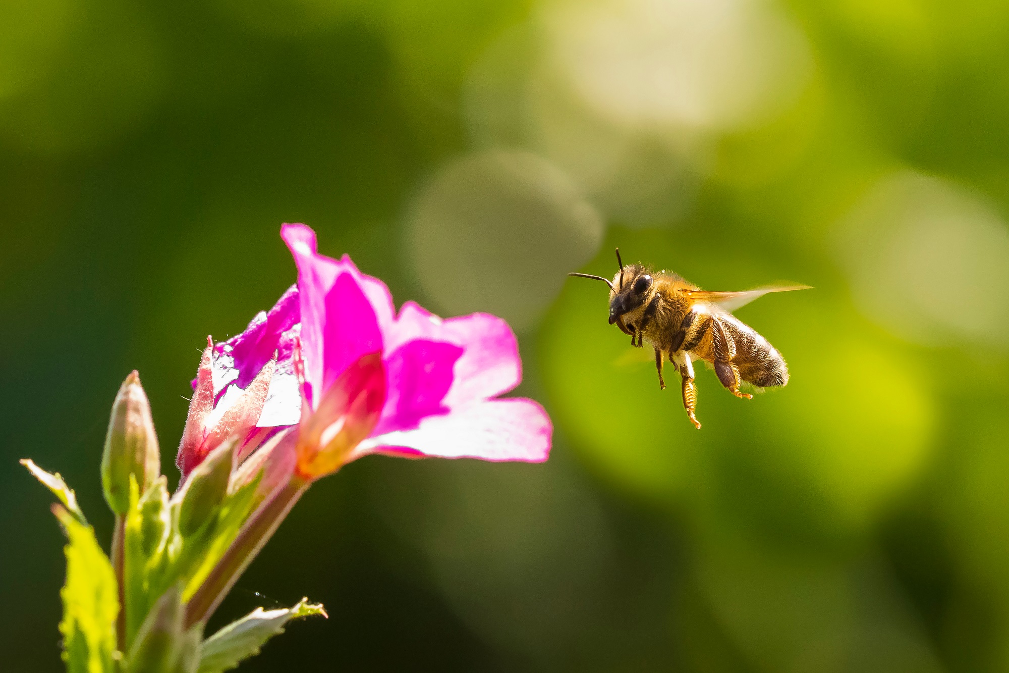 Mynatura Bienenweide Bunte Mischung 50g