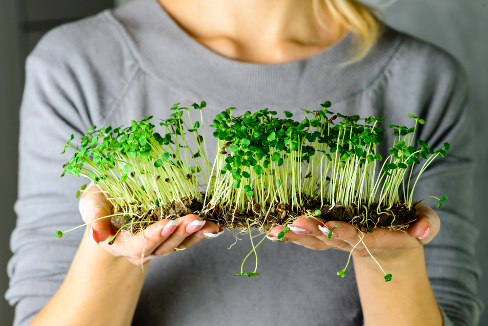 Mynatura Bio Keimsprossen Brokkoli Gemüse (500g)