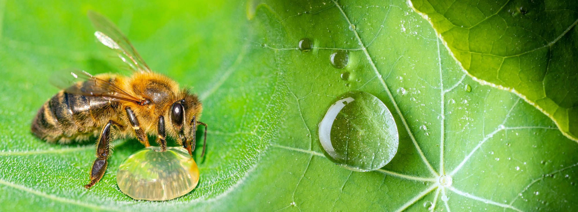 Mynatura Bienenweide Nord-Ost Bienen 50g