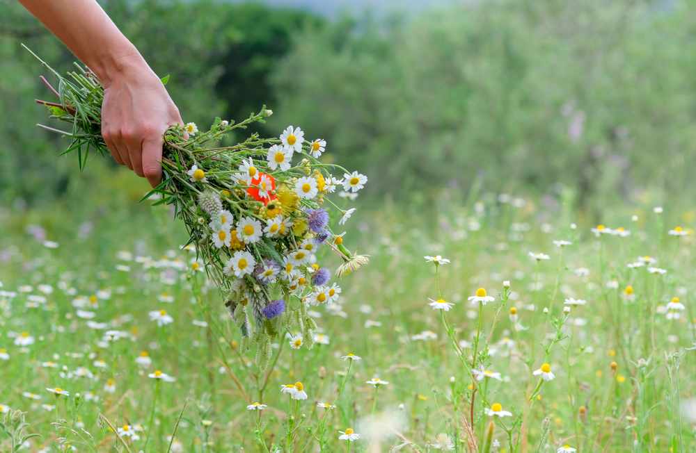 Mynatura Saatgutmischung Sonnenschein Ringelblumen Pflanzensamen 3x20g
