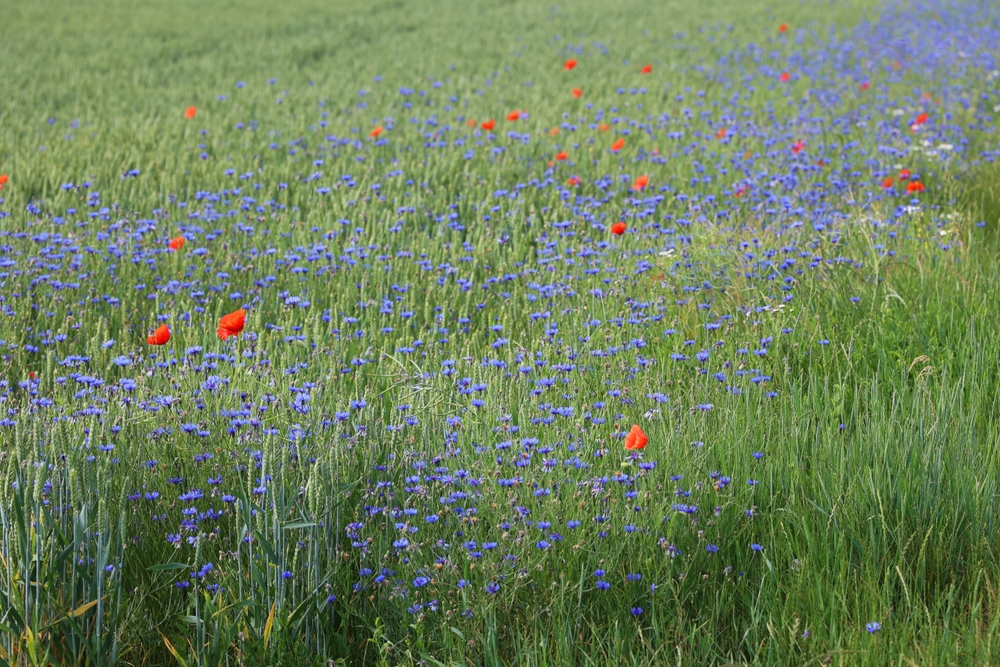 Mynatura Wilde Apotheke traditionelle Arzneipflanzen zum Selberpflücken Saatgut (30g)