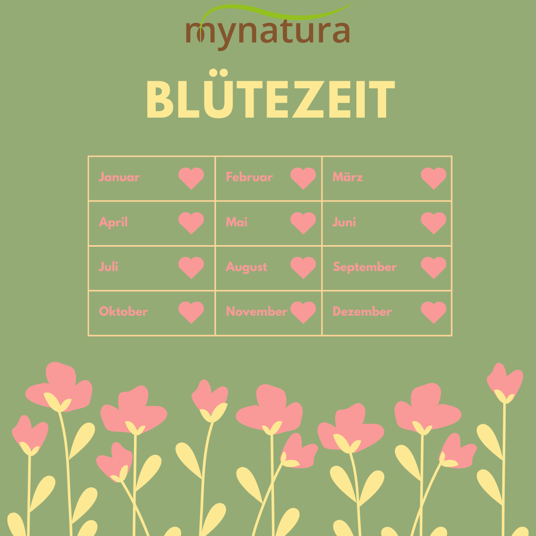Mynatura Kräuterrasen Wintergrüne Mischung 100g