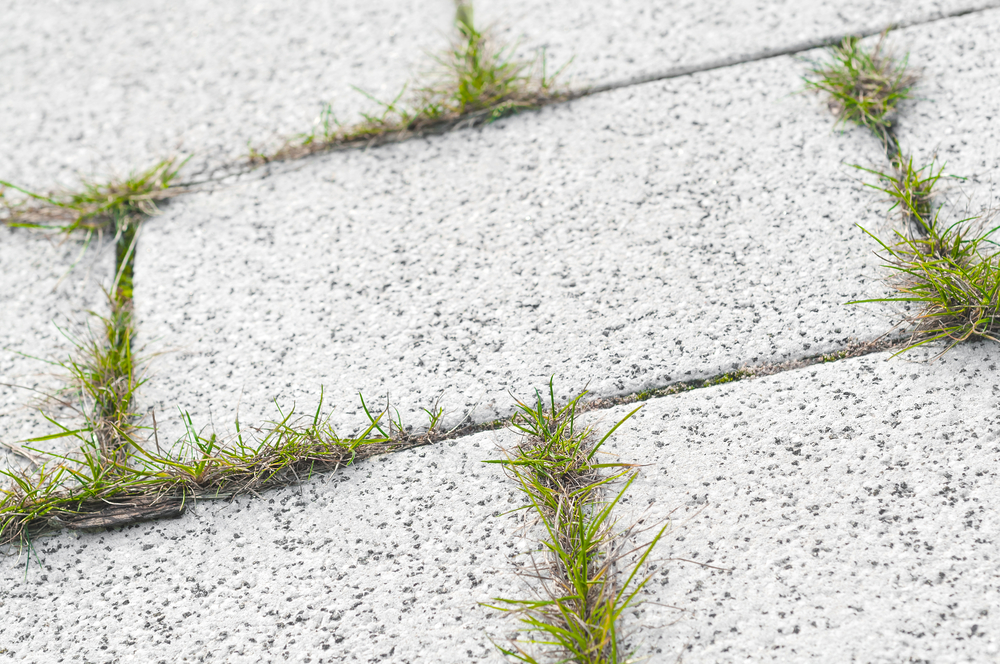 Mynatura Fugenschön Saatmischung Fugen 3g Mynatura Fugenschön Saatmischung Fugen 3g