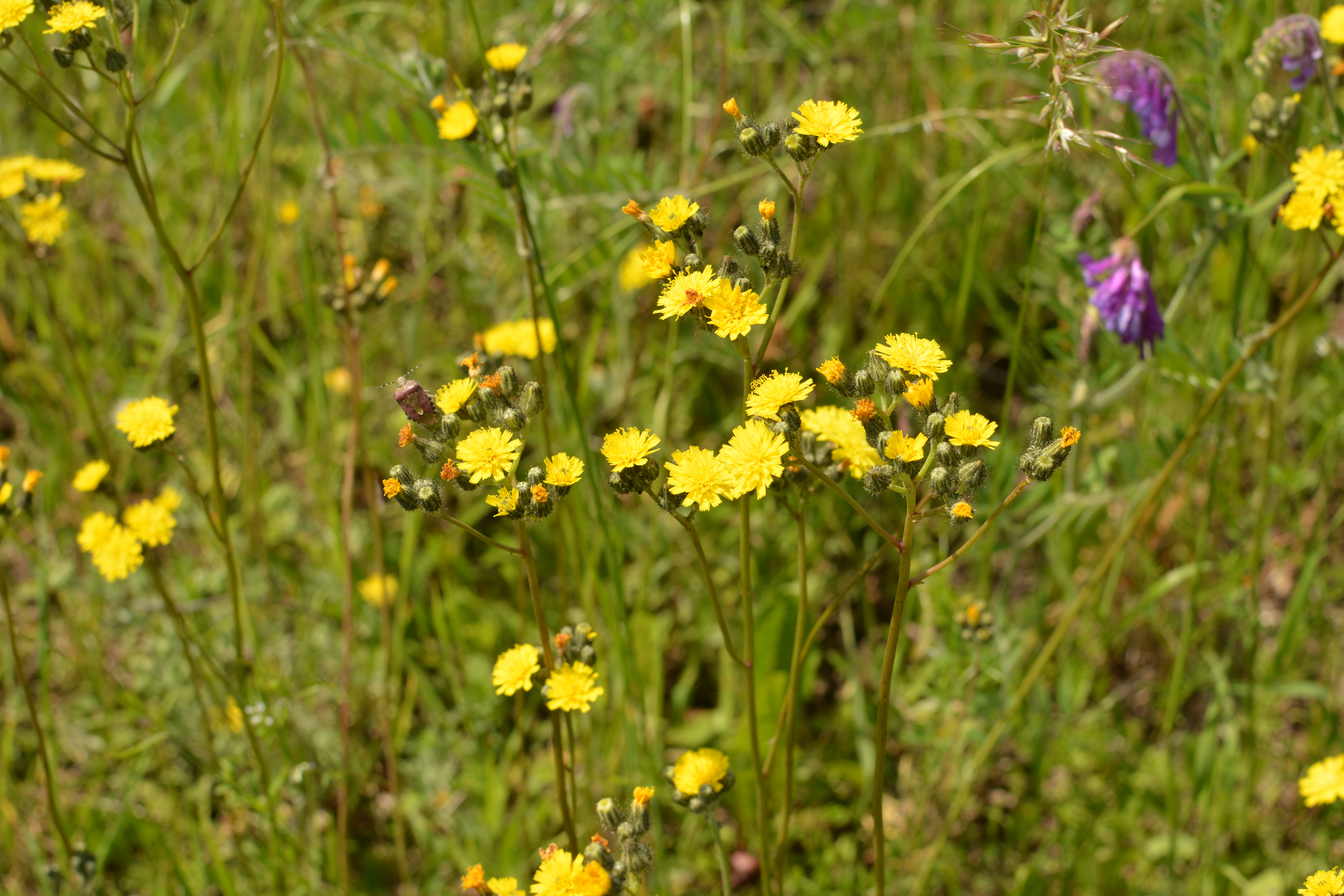 Getrocknetes Habichtskraut geschnitten – naturrein, vielseitig & aromatisch | Mynatura 100g