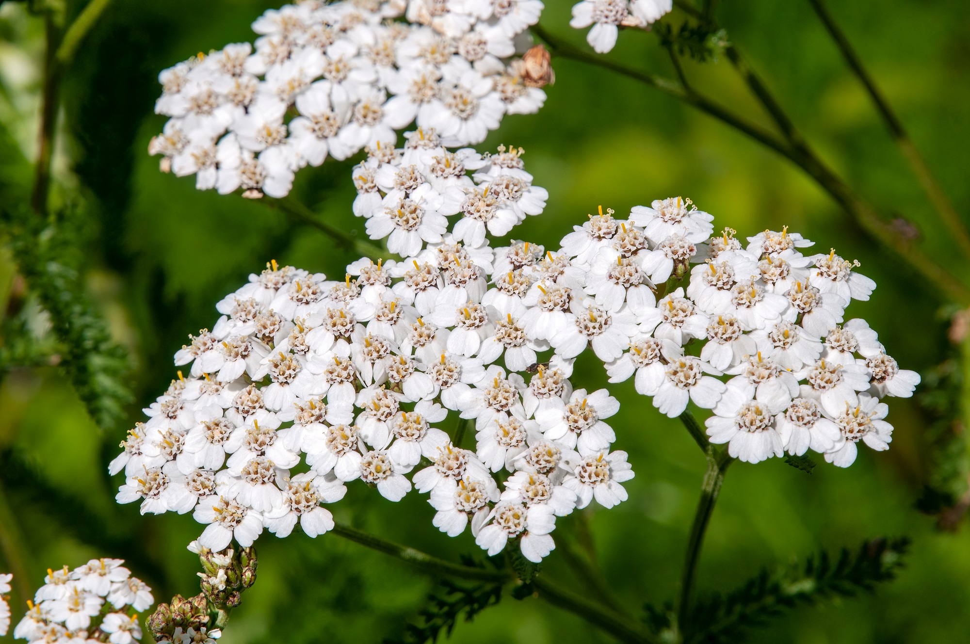 Schafgarbenkraut kaufen – Schonend getrocknete Bio-Schafgarbe für Tee & Naturprodukte | mynatura 100g Schafgarbenkraut kaufen – Schonend getrocknete Bio-Schafgarbe für Tee & Naturprodukte | mynatura 100g