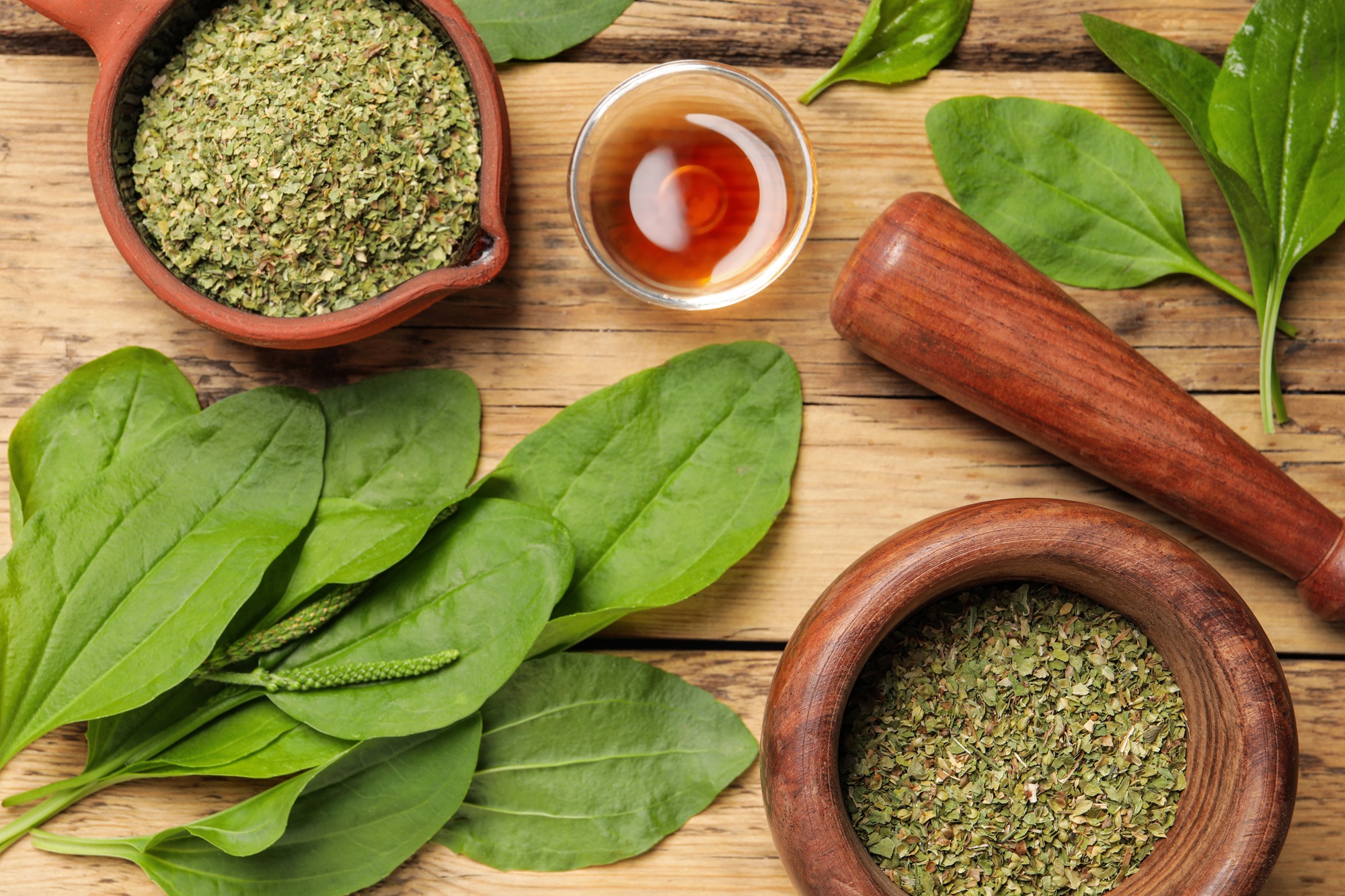 Getrocknetes Breitwegerichkraut geschnitten – Natürliches Kräuteraroma von Tasty Pott 250g