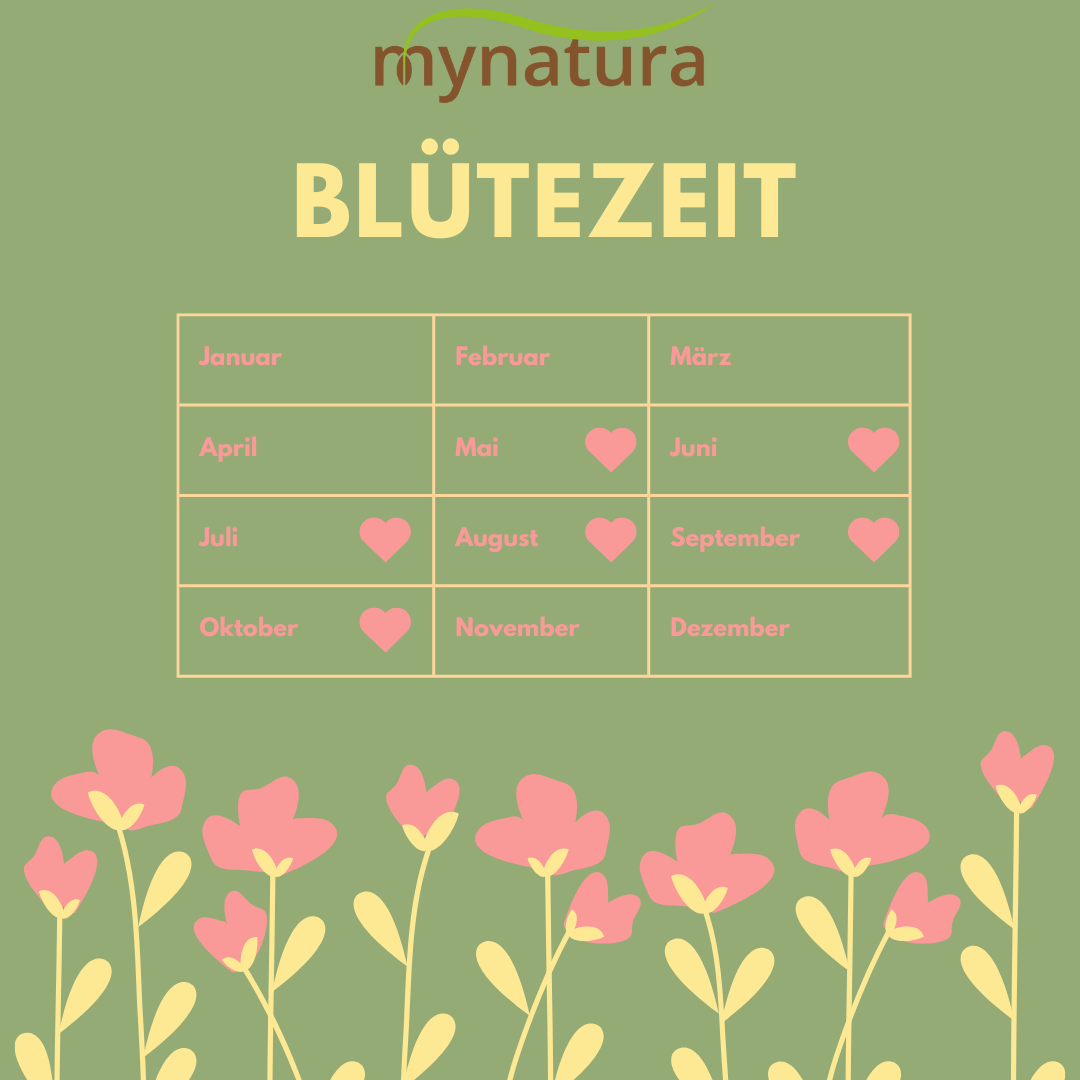 Mynatura Bienenweide Bunte Mischung 50g Mynatura Bienenweide Bunte Mischung 50g