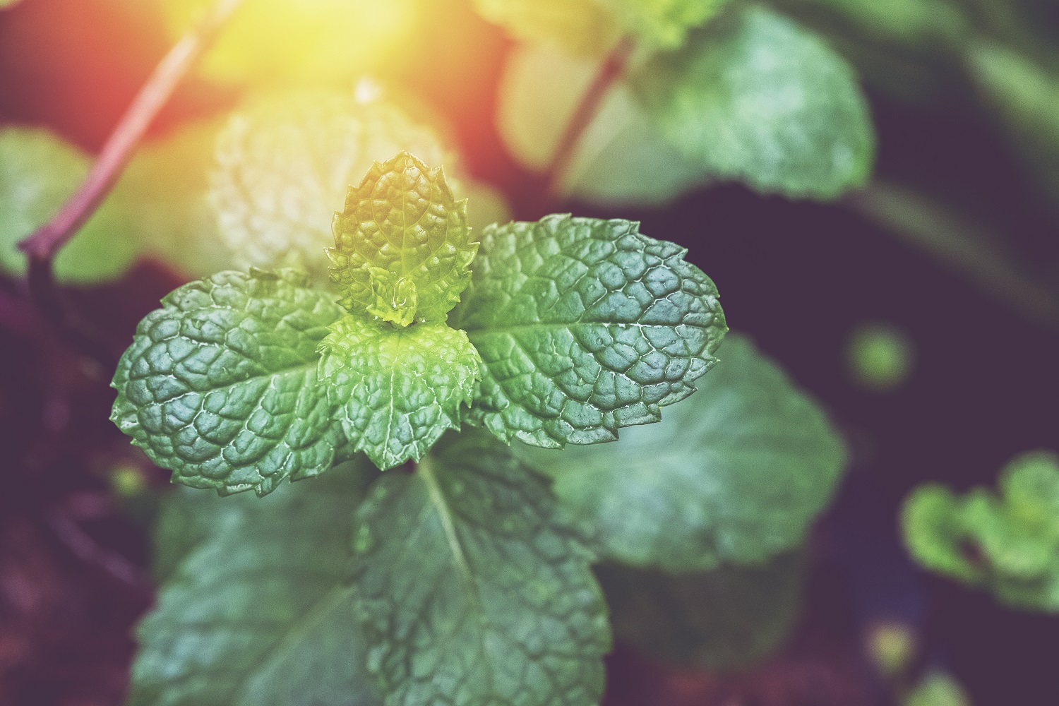 Bio Pfefferminzblätter getrocknet 0,1Kg – intensives Minzaroma für Tee & Küche | Mynatura