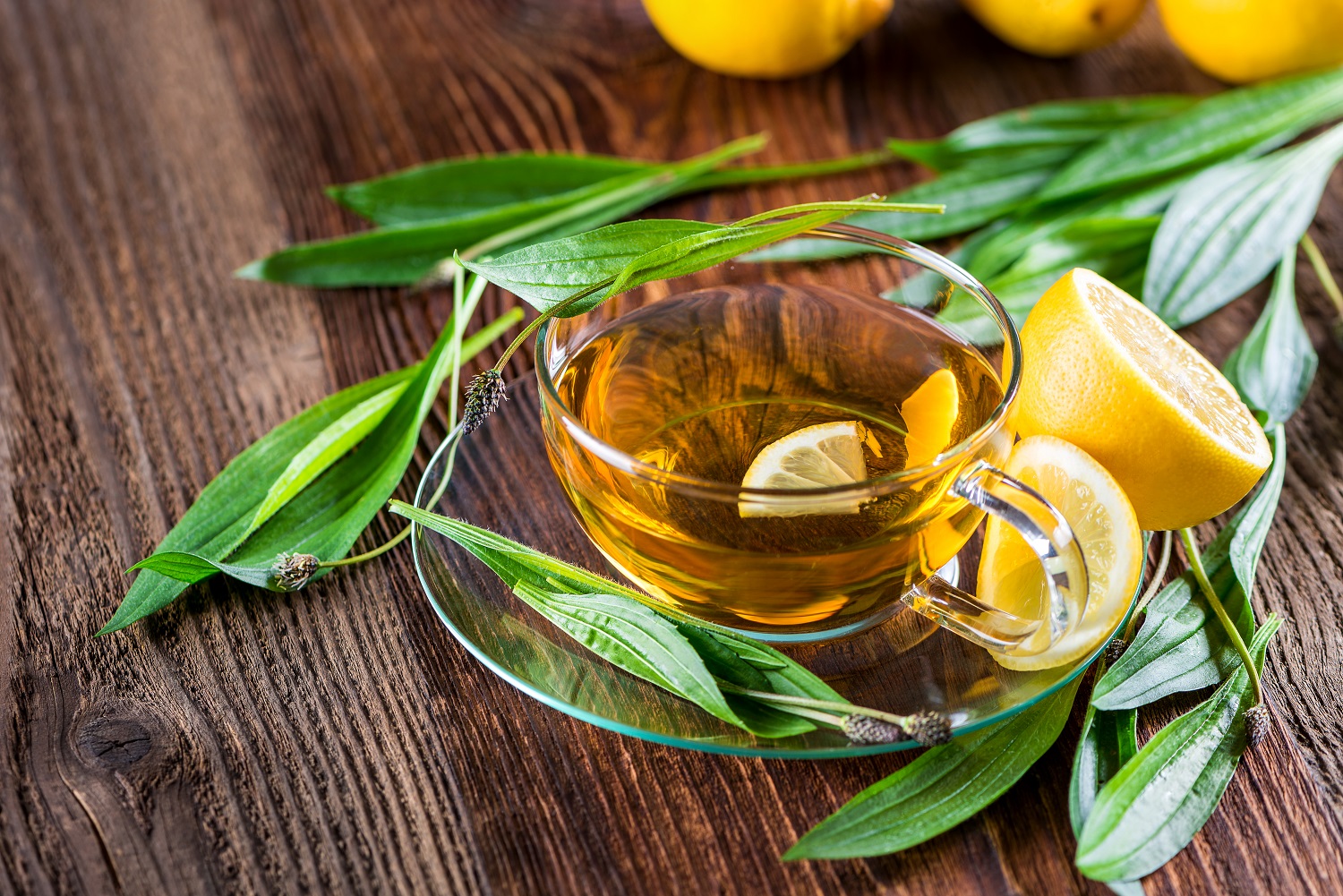 Bio Spitzwegerich - getrocknet und geschnitten - 250g Beutel von Tasty Pott Bio Spitzwegerich - getrocknet und geschnitten - 250g Beutel von Tasty Pott