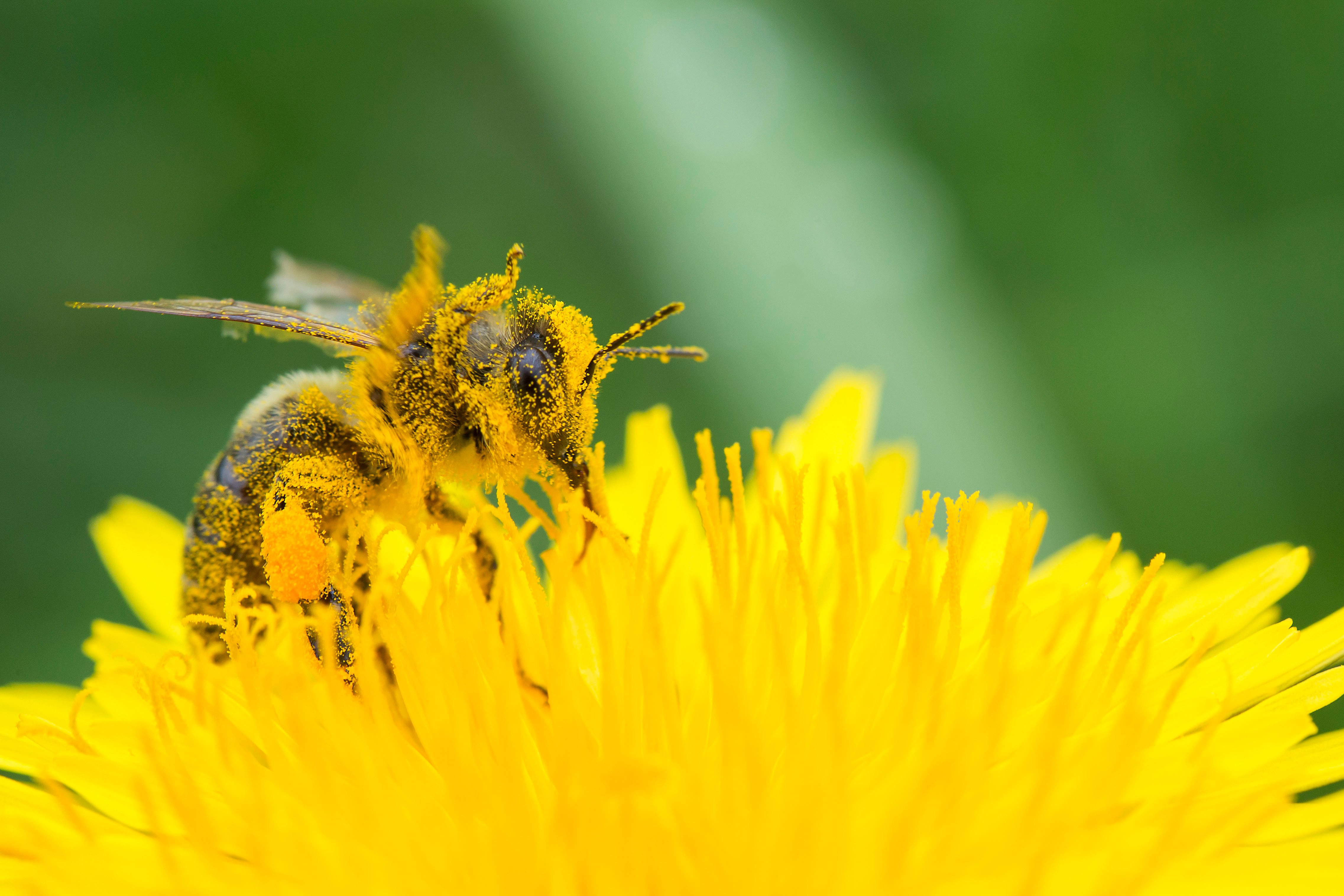 Mynatura Sommerzauber Blühwiese Selberpflücken und Verschenken (30g)